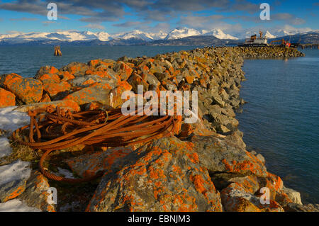 Weißkopfseeadler (Haliaeetus Leucocephalus), mehrere Adler auf der Mole von Homer Spit, im Hintergrund die Bergkette der Chugach Mountains, USA, Alaska Stockfoto