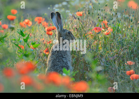 Feldhase, Feldhasen (Lepus Europaeus), im Mohnfeld mit Hintergrundbeleuchtung, Ungarn Stockfoto