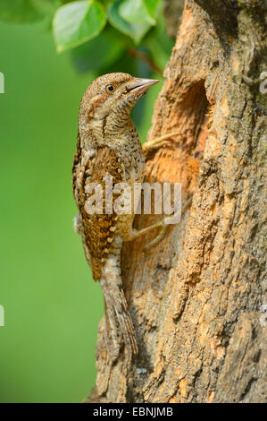 nördlichen Wendehals (Jynx Torquilla), Zucht-Höhle, Ungarn Stockfoto