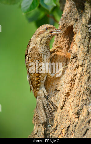 nördlichen Wendehals (Jynx Torquilla), Zucht-Höhle, Ungarn Stockfoto