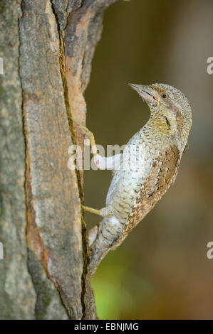 nördlichen Wendehals (Jynx Torquilla), Zucht-Höhle, Ungarn Stockfoto