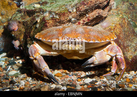 Europäische essbare Krebs (Cancer Pagurus), vor einem Stein mit Seeanemonen Stockfoto