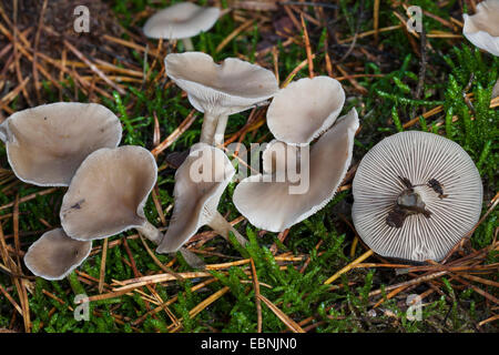 Clitocyboid Pilz (Clitocybe Spec), mehrere Fruchtkörper auf Waldboden, Deutschland Stockfoto