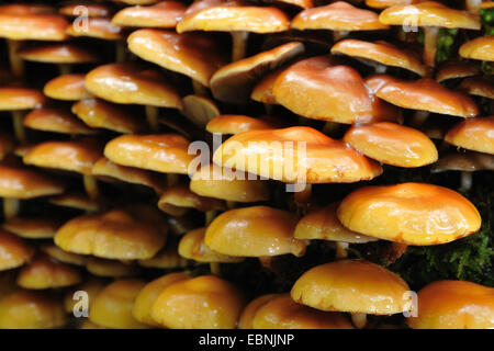 Ummantelten Stockschwämmchen, Scalycap (Galerina Stockschwämmchen, Kuehneromyces Stockschwämmchen, Stockschwämmchen Pholiota), Fruchtkörper, Deutschland, Nordrhein-Westfalen Stockfoto