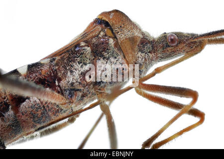 Westlichen Nadelbaum-Samen-Fehler (Leptoglossus Occidentalis), Thorax und Kopf mit Saugnapf, Seitenansicht Stockfoto