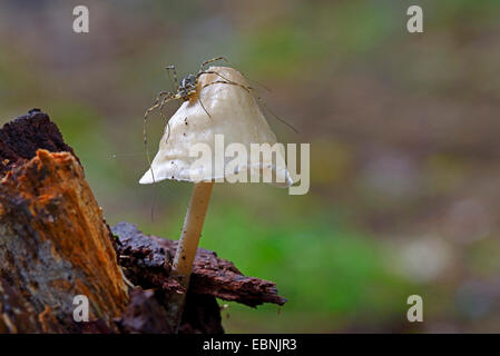 Weberknechte, Daddy Langbein (Opiliones, Phalangida), Harvestman sitzt auf einem Pilz, Deutschland, Brandenburg Stockfoto