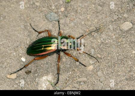 Goldenen Boden Käfer, vergoldeter Boden Käfer (Carabus Auratus), auf sandigem Boden Boden, Deutschland Stockfoto