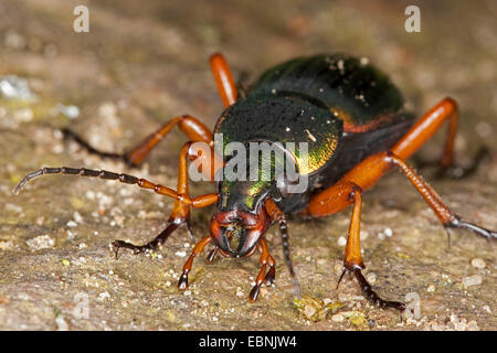 Goldenen Boden Käfer, vergoldeter Boden Käfer (Carabus Auratus), auf sandigem Boden Boden, Deutschland Stockfoto