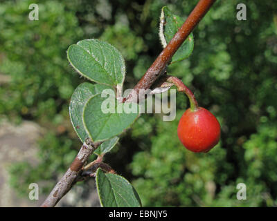 Wilder Cotoneaster Cotoneaster integerrimus, Zweig mit Früchten, Deutschland, Rheinland-Pfalz Stockfoto