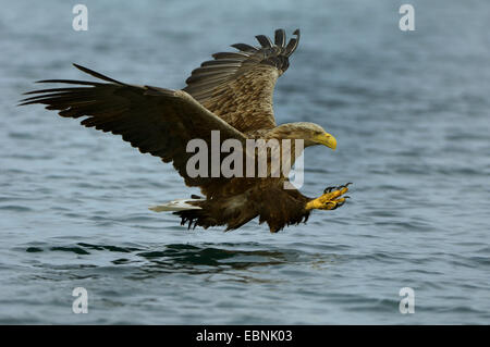 Meer Seeadler (Haliaeetus Horste), kurz vor greifen Beute, Norwegen Stockfoto