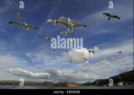 Silbermöwe (Larus Argentatus), strömen für norwegische Landschaft, Norwegen Stockfoto