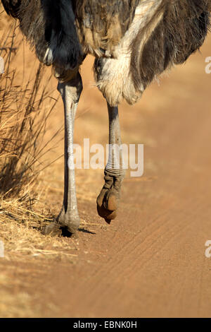 Strauß (Struthio Camelus), stabile Beine und Füße von einem laufenden Strauß, Südafrika, Pilanesberg National Park Stockfoto