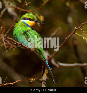 Zinnenkranz Biene-Esser (Merops Hirundineus), sitzt in einem Baum, Südafrika, Barberspan Bird Sanctuary Stockfoto