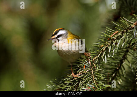 Firecrest (Regulus Ignicapillus), männliche sitzen in einer Fichte und singen, Deutschland, Nordrhein-Westfalen Stockfoto