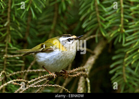 Firecrest (Regulus Ignicapillus), weiblichen sitzen in einer Fichte, Deutschland, Nordrhein-Westfalen Stockfoto