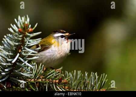 Firecrest (Regulus Ignicapillus), männliche sitzen in einer Fichte und singen, Deutschland, Nordrhein-Westfalen Stockfoto