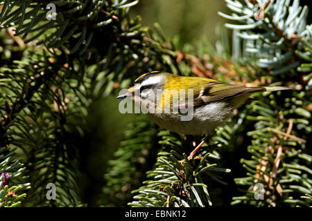 Firecrest (Regulus Ignicapillus), männliche sitzen in einer Fichte, Deutschland, Nordrhein-Westfalen Stockfoto