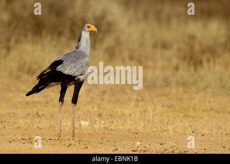 Sekretärin-Vogel, Schütze Serpentarius (Sagittarius Serpentarius), stehend auf den Boden, Südafrika, Kgalagadi Transfrontier National Park Stockfoto