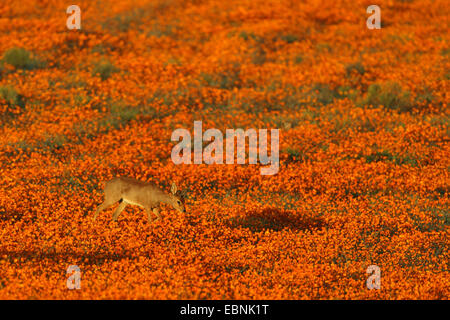 Steinböckchen (Raphicerus Campestris), männliche stehen auf einer Wiese mit Orange Namaqualand Gänseblümchen, Südafrika, Namaqua National Park Stockfoto