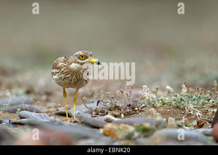 Stein-Brachvogel (Burhinus Oedicnemus), gehen auf das Nest, Griechenland, Lesbos Stockfoto