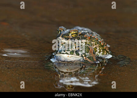 Grüne Kröte, bunte Kröte (Bufo Viridis), Männchen umklammert das Weibchen im flachen Wasser, Bulgarien Stockfoto