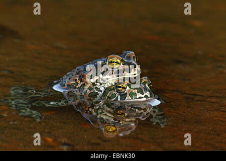 Grüne Kröte, bunte Kröte (Bufo Viridis), Männchen umklammert das Weibchen im flachen Wasser, Bulgarien Stockfoto