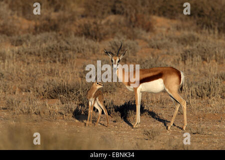 Springbock, Springbock (Antidorcas Marsupialis), Weibchen mit einen jungen Springbock Südafrika Kgalagadi Transfrontier National Park Stockfoto