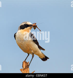 nördlichen Steinschmätzer (Oenanthe Oenanthe), Mann hat eine Heuschrecke in der Rechnung und sitzt auf einem dünnen Pfahl, Bulgarien Stockfoto