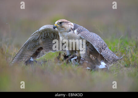 Saker Falcon (Falco Cherrug), Kommissionierung seine Beute, Elster, Ungarn Stockfoto