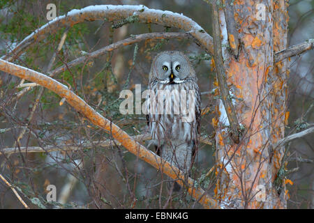 Bartkauz (Strix Nebulosa), auf eine Fichte bei strenger Kälte, Finnland Stockfoto