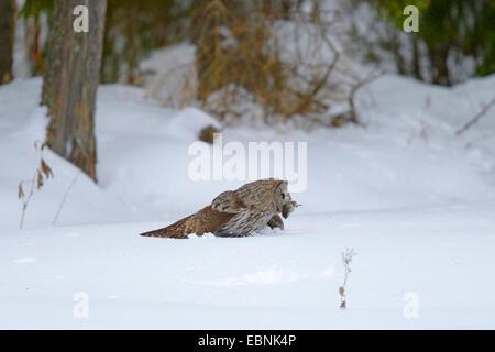 Bartkauz (Strix Nebulosa), mit Gefangenen Beute, Finnland Stockfoto