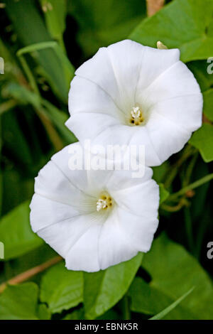 Bellbine, Hedge Ackerwinde Absicherung falsche Ackerwinde, Lady-Schlummertrunk, Rutland Schönheit, stärkere Winde (Calystegia Sepium, Convolvulus Sepium), Blumen, Deutschland, Bayern Stockfoto