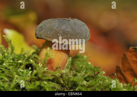 Matt Bolete (Boletus Pruinatus, Xerocomus Pruinatus), single Matt Bolete in Moos Stockfoto