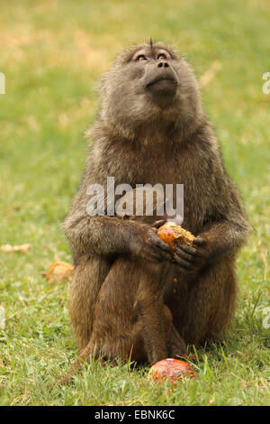 Gelbe Pavian, Savanne Pavian, Anubius Pavian, Oliven Pavian (Papio Anubis, Cynocephalus Papio Anubis), Fütterung Mutter mit Welpen, Kenya, Samburu National Reserve Stockfoto