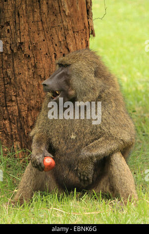 Gelbe Pavian, Savanne Pavian, Anubius Pavian, Oliven Pavian (Papio Anubis, Cynocephalus Papio Anubis), Männlich, Kenya, Samburu National Reserve Stockfoto