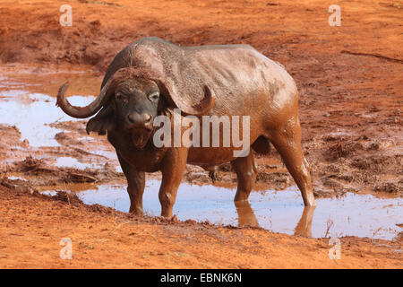 Afrikanischer Büffel (Syncerus Caffer), buffalo am Wasserloch, Kenia, Tsavo East National Park Stockfoto