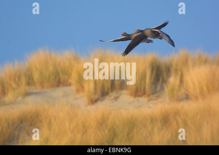 Graugans (Anser Anser), zwei Gänse fliegen über den Dünen von Texel, Niederlande, Niederlande, Texel Stockfoto