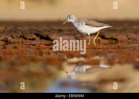 gemeinsamen Rotschenkel (Tringa Totanus), läuft das Wasser durch das flache Wasser, Spanien, Balearen, Mallorca, Salobrar tun Campos Stockfoto