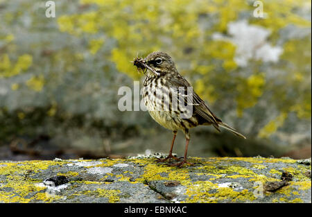 Wasser Pitpit (Anthus Spinoletta), mit Grundnahrungsmittel in Rechnung, Farne Islands, Northumberland, England, Vereinigtes Königreich Stockfoto