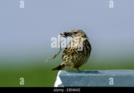 Wasser Pitpit (Anthus Spinoletta), mit Lebensmitteln in Rechnung, Farne Islands, Northumberland, England, Vereinigtes Königreich Stockfoto