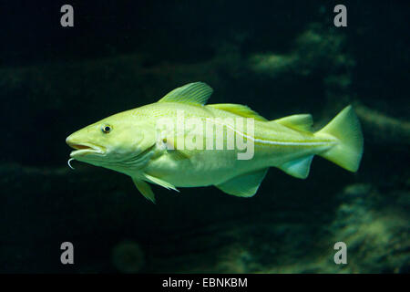 Kabeljau, Kabeljau, Dorsch (Gadus Morrhua), Schwimmen Stockfoto