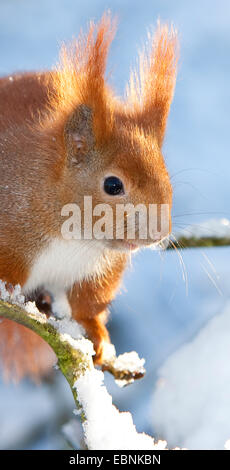 Europäische Eichhörnchen, eurasische Eichhörnchen (Sciurus Vulgaris), Portrait auf einem verschneiten Zweig, Deutschland Stockfoto