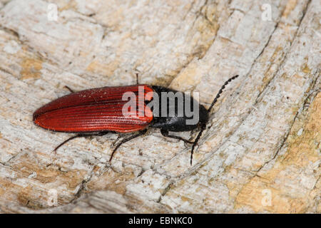 Kardinal Klick-Käfer (Ampedus spec, Ampedus vgl. Sanguineus), auf Totholz, Deutschland Stockfoto