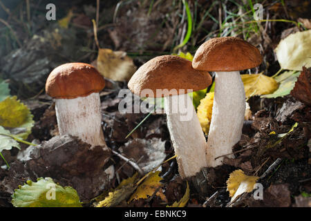 Rot-capped Scaber Stiel, Rotkappe Steinpilzen, Orange-Cap Boletus, rot begrenzt Scaber Stiel (Leccinum Leucopodium, Leccinum Rufum, Leccinum Aurantiacum), drei Fruchtkörper auf Waldboden, Deutschland Stockfoto