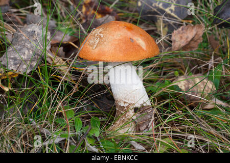 Rot-capped Scaber Stiel, Rotkappe Steinpilzen, Orange-Cap Boletus, rot begrenzt Scaber Stiel (Leccinum Leucopodium, Leccinum Rufum, Leccinum Aurantiacum), einzigen Pilz auf Wald Flor, Deutschland Stockfoto