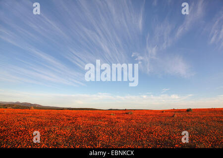 Namaqualand Daisy, Kap-Ringelblume (Dimorphotheca Sinuata), großflächig mit blühenden Namaqualand Gänseblümchen am Abend Licht, Südafrika, Namaqua Nationalpark Stockfoto