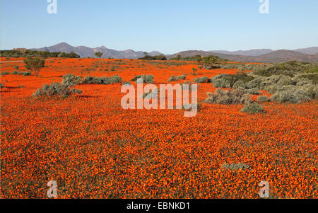 Namaqualand Daisy, Kap-Ringelblume (Dimorphotheca Sinuata), großflächig mit blühenden Namaqualand Gänseblümchen, Südafrika, Namaqua National Park Stockfoto