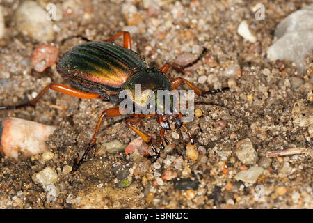 Goldenen Boden Käfer, vergoldeter Boden Käfer (Carabus Auratus), auf dem Boden, Deutschland Stockfoto