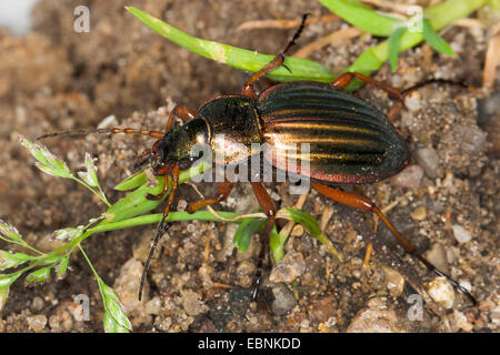 Goldenen Boden Käfer, vergoldeter Boden Käfer (Carabus Auratus), auf dem Boden, Deutschland Stockfoto