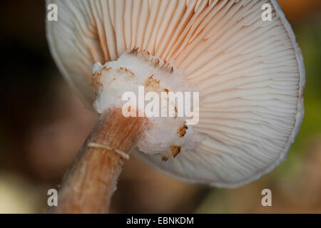 Dunkler Hallimasch, Honig Pilz (Armillaria Ostoyae, Armillariella Polymyces, Armillaria Solidipes), einzelne Mushroon von unten, Deutschland Stockfoto